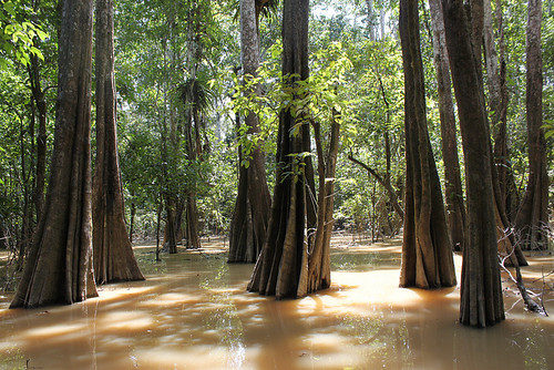 馬來西亞婆羅洲的洪氾森林。圖片來源：col&tasha（CC BY 2.0）