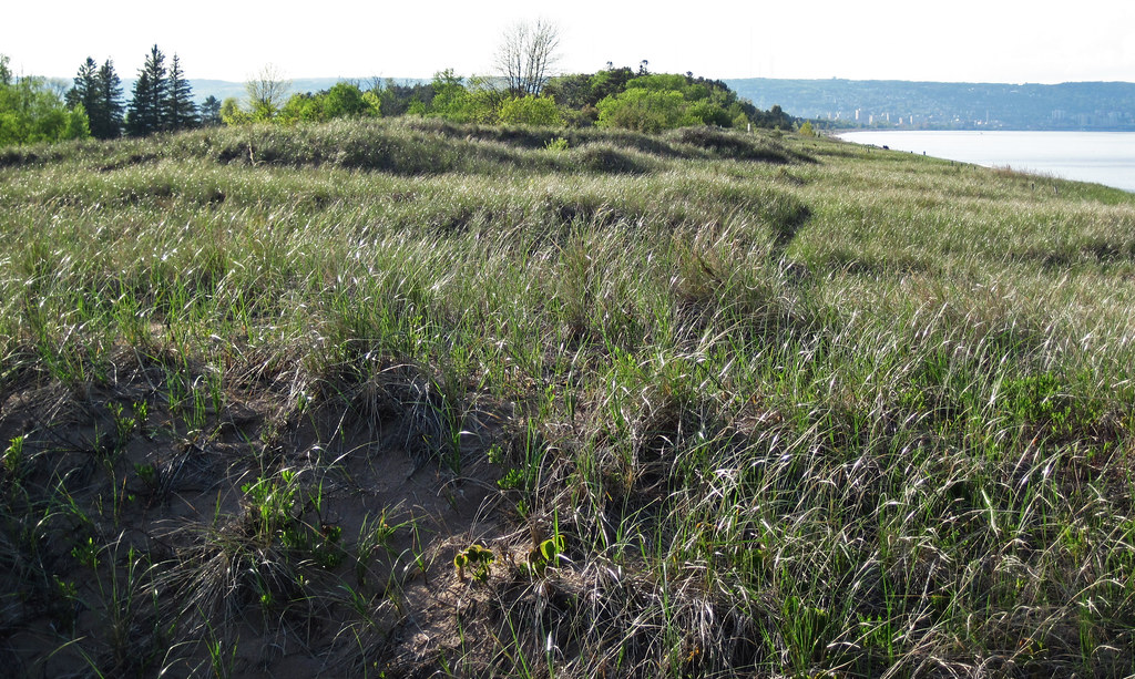 Vegetated sand dunes on Minnesota Point sandbar (Holocene;… | Flickr Are Sand Point Wells Legal In Minnesota