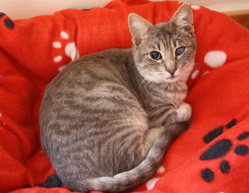Luka, gatito azul ruso tabby esterilizado con ojo velado nacido en Agosto´15, en adopción. Valencia. ADOPTADO. 24149972545_e738da04ee