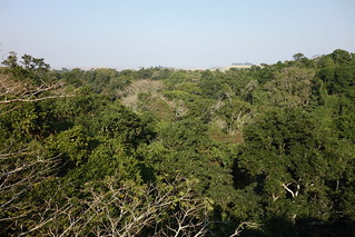 Reserva Natural da Floresta Dlinza, Africa do Sul