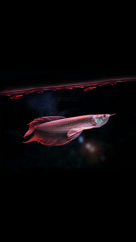 Aquarium Snapshot (10) - mobile phone wallpaper ver.  9 : 16