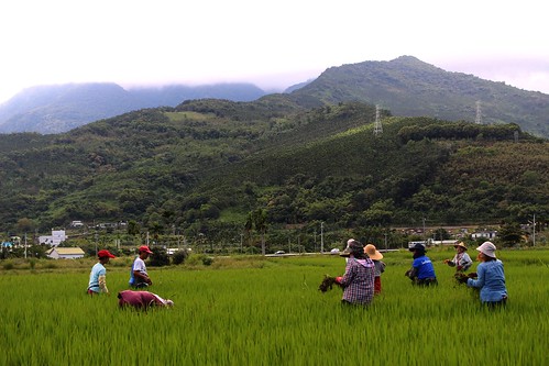由賴萌宏號召富興社區的農民，投入「米農該」生產，並邀請候鳥回家。攝影：廖靜蕙
