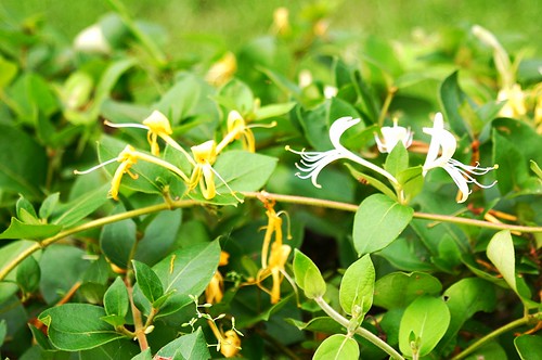 忍冬除了白、黃雙色的花之外，它的藤狀莖（中藥名為忍冬籐）亦是具藥用活性的部份。圖片攝影：王升陽。