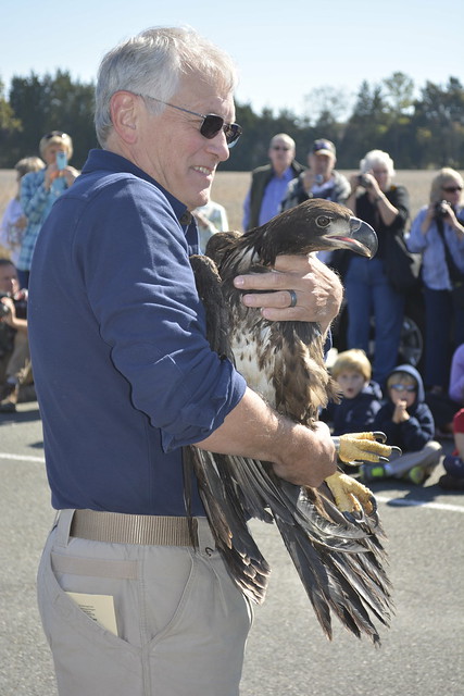 Ed Clarke hold Bald Eagle #15-1312 before she is released at Belle Isle State Park, Virginia.