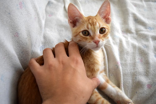 Kuga, gatito naranja ojos miel nacido en Julio´15, en adopción. Valencia. ADOPTADO. 21473347938_887b1c77fe