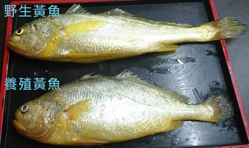 野生及養殖黃魚體型不同。圖片來源：徐承堉