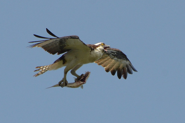 A?A?â€šÂ¬A?â‚¬aMale Osprey providing for his family at First Landing State Park, Virginia