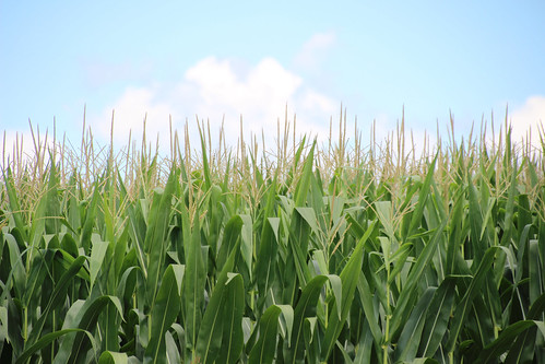 A corn field