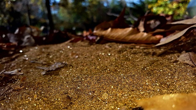 Many of the trails shine like gold due to Mica in the soil at Smith Mountain Lake State Park, Virginia