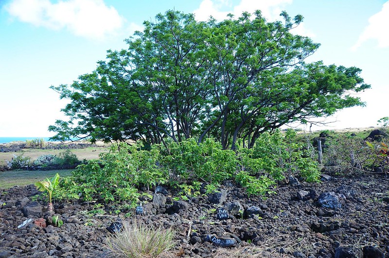 復活節島上的構樹（前排小灌木）。圖片提供、攝影：鍾國芳