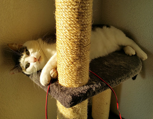 Rudy, gato blanquipardo mimosón sano y esterilizado nacido en Junio´14, necesita hogar. Valencia. ADOPTADO. 23149124121_e8c1634540