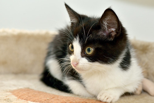 Oreo, gatito blanquinegro guapetón nacido en Octubre´15, en adopción. Valencia. ADOPTADO. 23195504246_dd98c60abf