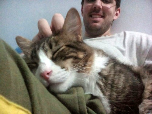 Peter, precioso y buenísimo gatito cruce con Bosque de Noruega esterilizado, nacido en Junio´15, en adopción. Valencia. ADOPTADO.  30442357750_80fd3d8df7