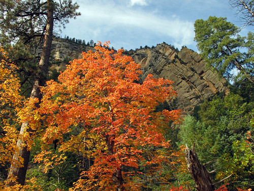 A red-yellow tree surrounded by green trees and in front of a cliff