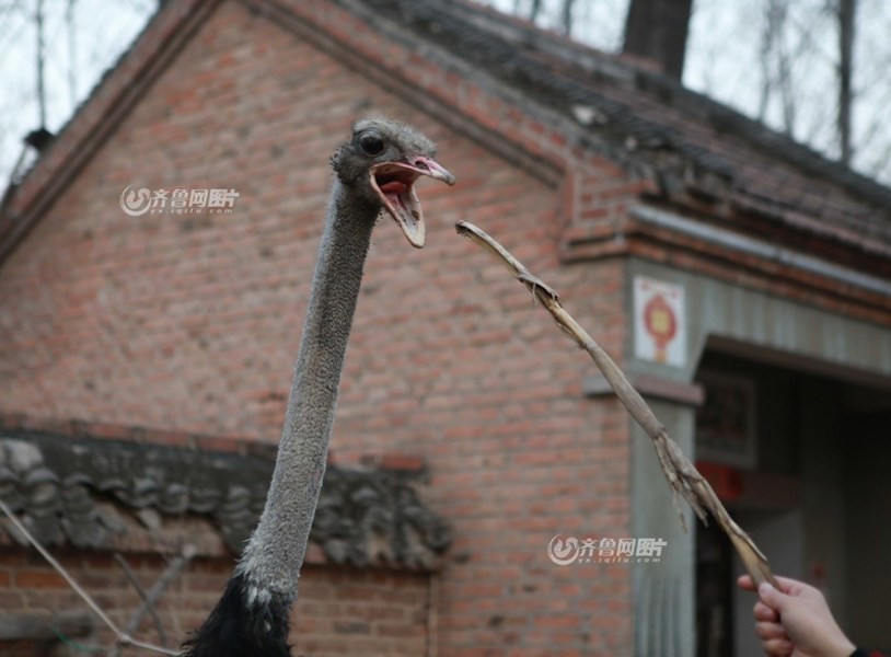Heze, a farmer and sheep farmed ostriches villager made a detour to visit