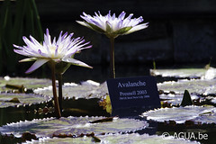 Nymphaea Avalanche @ Powell Gardens