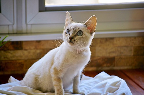 Bastian, gatito Siamés Tabby precioso y dulce, nacido en Septiembre´15, en adopción. Valencia. ADOPTADO. 22598014507_fde1242946