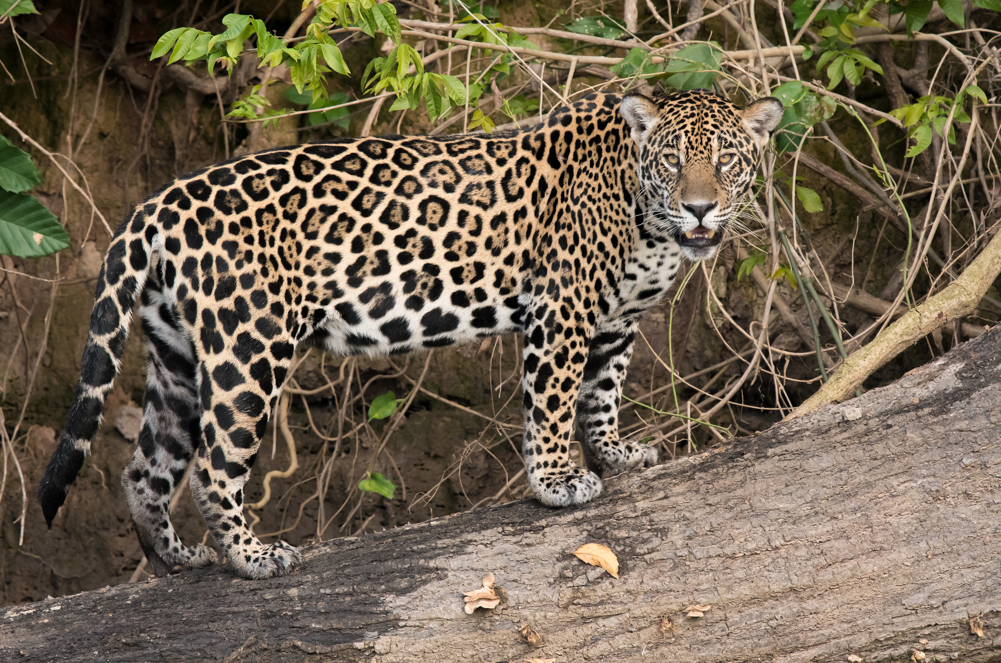 Ягуар Panthera onca