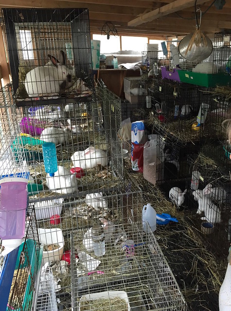 temporary shed for rabbits