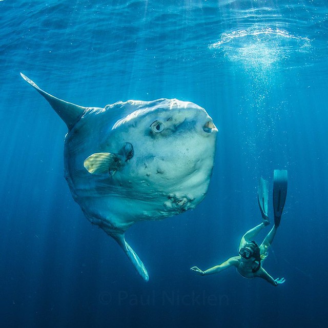 與曼波魚一起在海中共游。圖片來源：Paul Nicklen/ National geography。