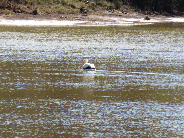 Pelican in the Salt Fork of the Arkansas