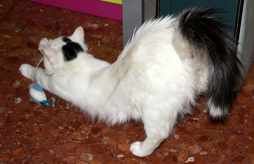Kino, gato Cruce Van Turco pelo semilargo mimosón esterilizado, nacido en Abril´15, en adopción. Valencia. ADOPTADO. 30627286905_cf09149b66