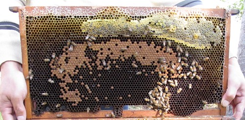 西洋蜜蜂的蜂巢儲蜜通常巢脾的上方。圖片攝影：宋一鑫。