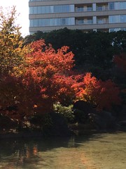 東京ミッドタウンの庭（檜町公園）の紅葉2015.12.7