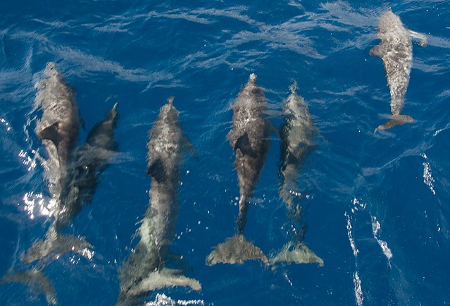 Delfines en Saint Gilles (Isla Reunión)