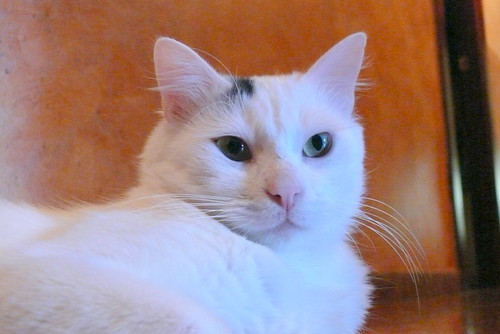 Kino, gato Cruce Van Turco pelo semilargo mimosón esterilizado, nacido en Abril´15, en adopción. Valencia. ADOPTADO. 29993676363_bb74e497ea