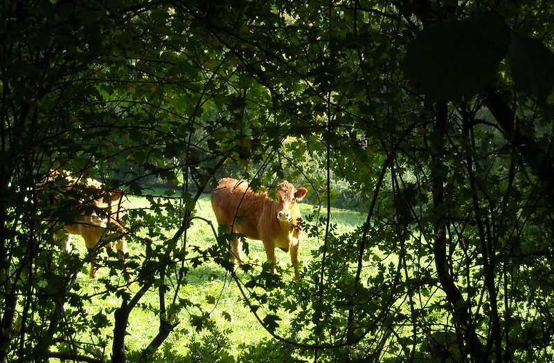 cow in leaves