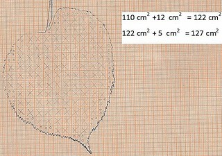 misura della superficie della foglia