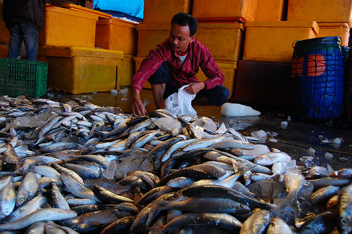 印尼一名魚販正在挑揀漁貨。圖片來源：Ikhlasul Amal（CC BY-NC 2.0）