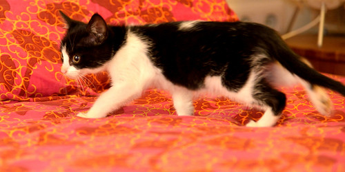 Oreo, gatito blanquinegro guapetón nacido en Octubre´15, en adopción. Valencia. ADOPTADO. 23221577415_5accdf13c5
