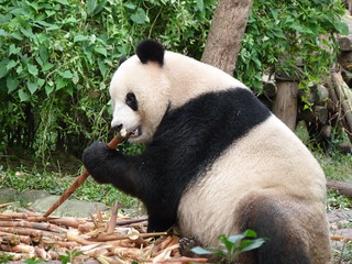 Oso panda de Chengdú (China)