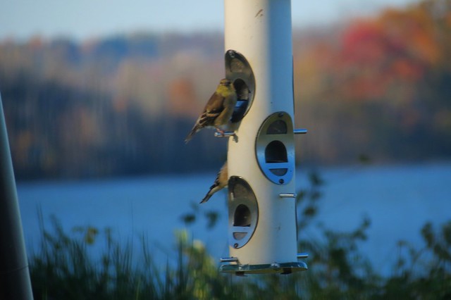 The bird feeder bombarded by American Goldfinches at Mason Neck State Park, Virginia 