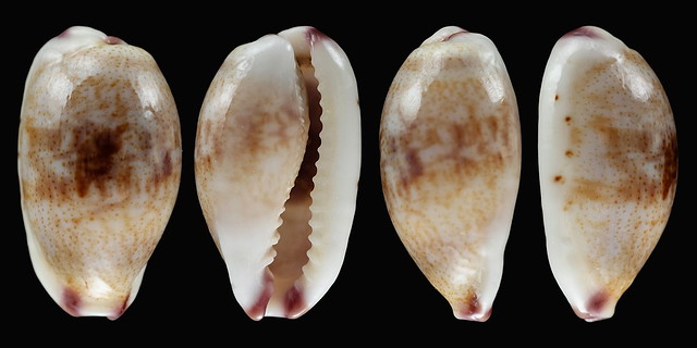 Purpuradusta fimbriata durbanensis (F. A. Schilder & M. Schilder, 1938)  voir Purpuradusta fimbriata fimbriata 29853962593_b687e1bb69_z