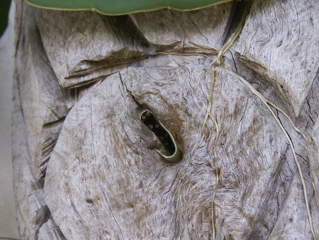 無針鋒的蜂巢門口通常很小，並不容易發現。圖片攝影：宋一鑫。