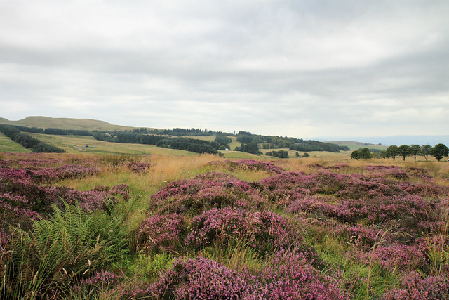 Moorlands near Sheriffmuir near Stirling, Scotland