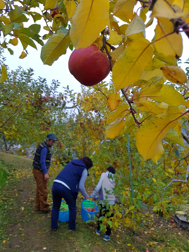 Enjoy Apple-Picking at Matsui Farm, Komoro