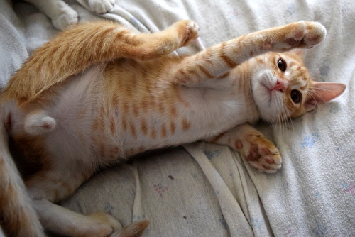 Kuga, gatito naranja ojos miel nacido en Julio´15, en adopción. Valencia. ADOPTADO. 21473437778_1906344181