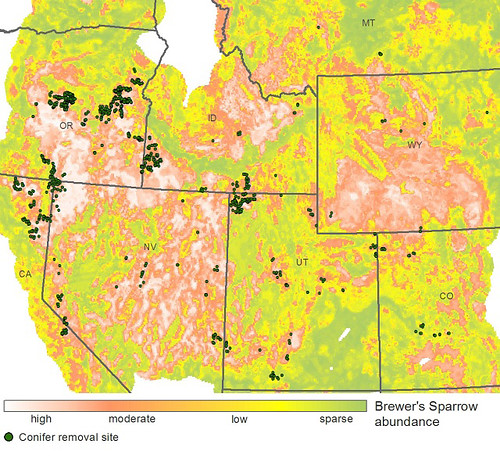 This map shows that high Brewer’s sparrow abundance overlaps with high-elevation conifer removal projects. Map courtesy Patrick Donnelly, IWJV.