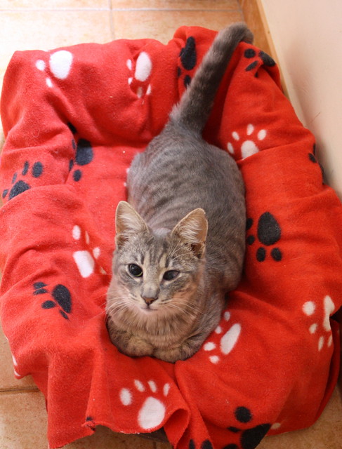 Luka, gatito azul ruso tabby esterilizado con ojo velado nacido en Agosto´15, en adopción. Valencia. ADOPTADO. 23854315950_a44e71079d_z