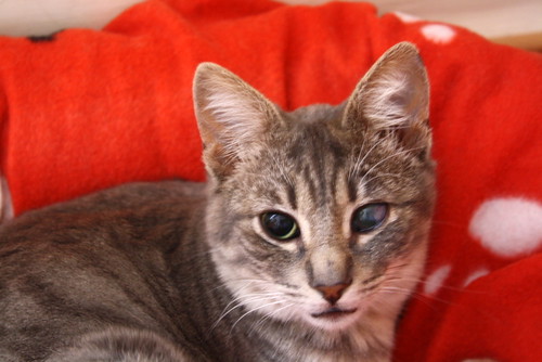 Luka, gatito azul ruso tabby esterilizado con ojo velado nacido en Agosto´15, en adopción. Valencia. ADOPTADO. 24067368841_48c595ec57