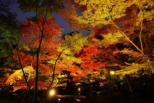 大田黒公園の紅葉ライトアップ