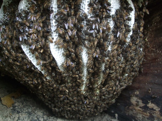 東洋蜜蜂的蜂巢。圖片攝影：宋一鑫。