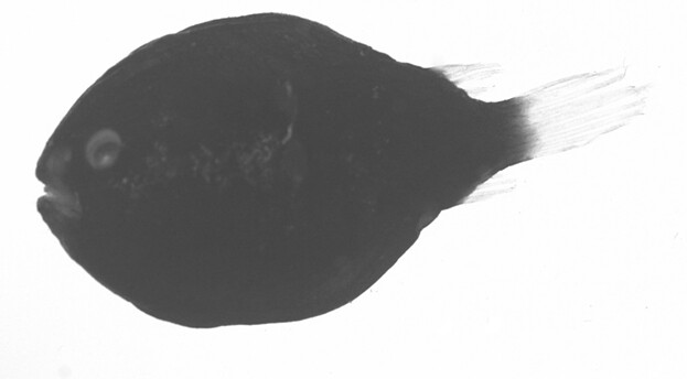 鞭冠鮟鱇（Himantolophus）的雄魚亞成魚。圖片作者：何宣慶。