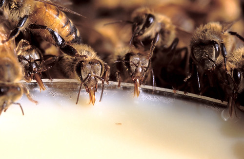 Bees eating MegaBee