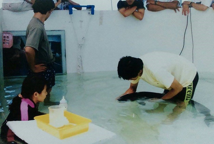 錢興華幫幼齡鯨豚餵奶，參與救援志工在池邊觀察待命。而幼鯨會請志工24小時排班陪伴，因為幼鯨即使斷奶也會跟著母鯨學習生活2-3年。錢興華提供。