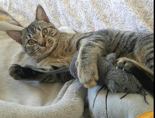 Jandro, gatito pardito monísimo y muy mimoso esterilizado, nacido en Julio´15, en adopción. Valencia. ADOPTADO. 23462676771_ca765924bb